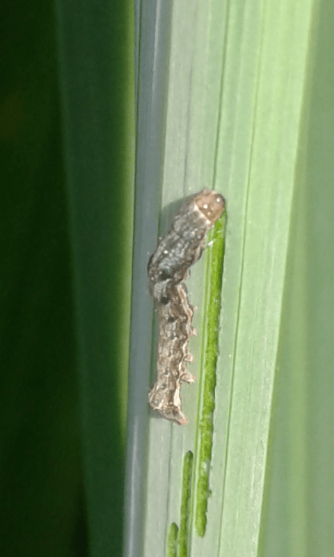 Noctuidae: bruco sottofamiglia Plusiinae? No, Axylia putris